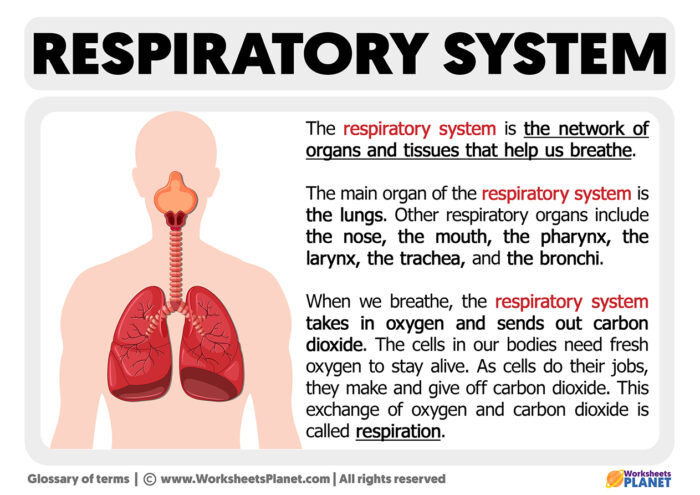 What is the Respiratory System | Definition