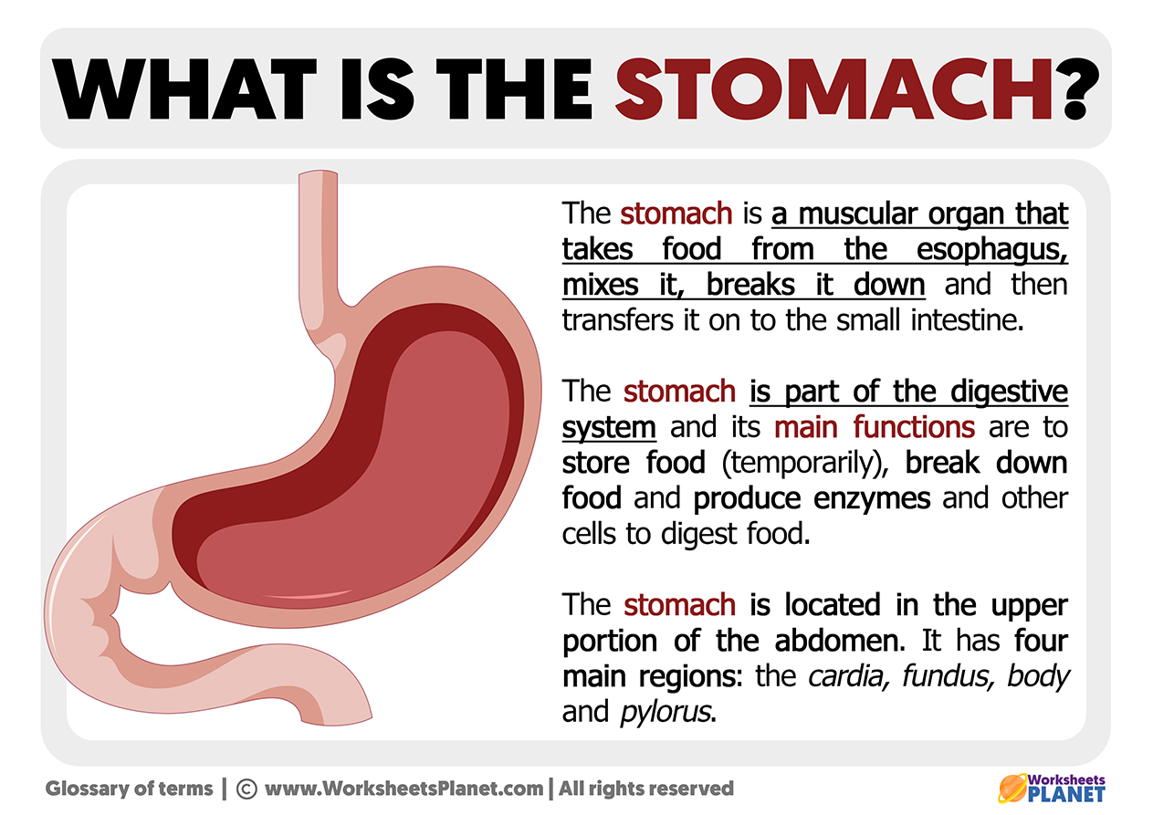 stomach definition