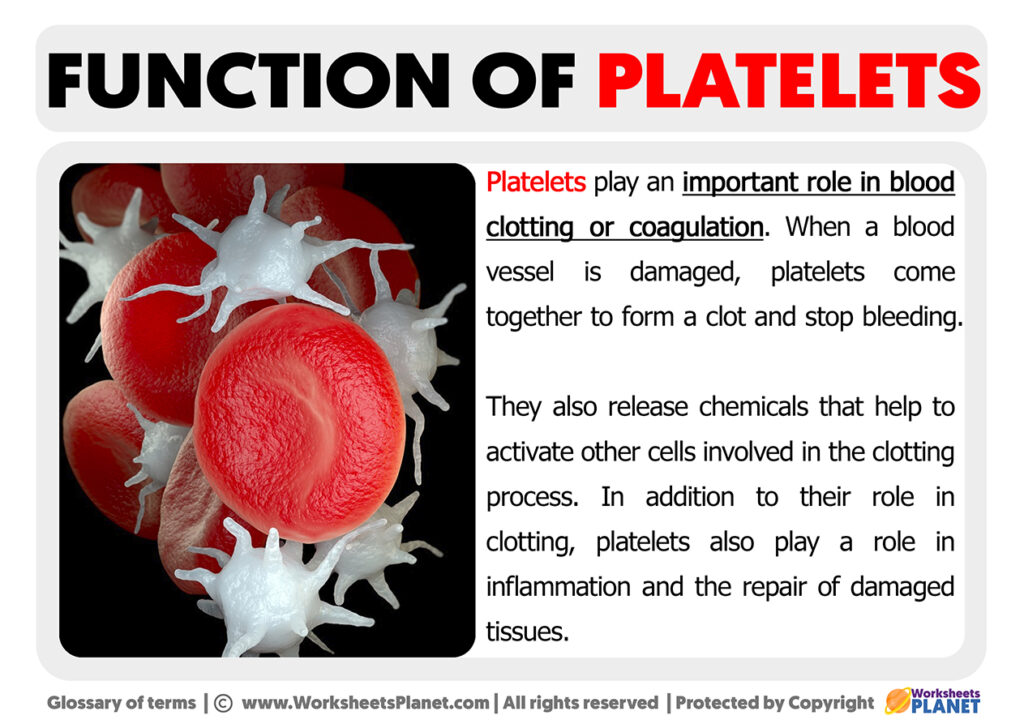 essay on platelets