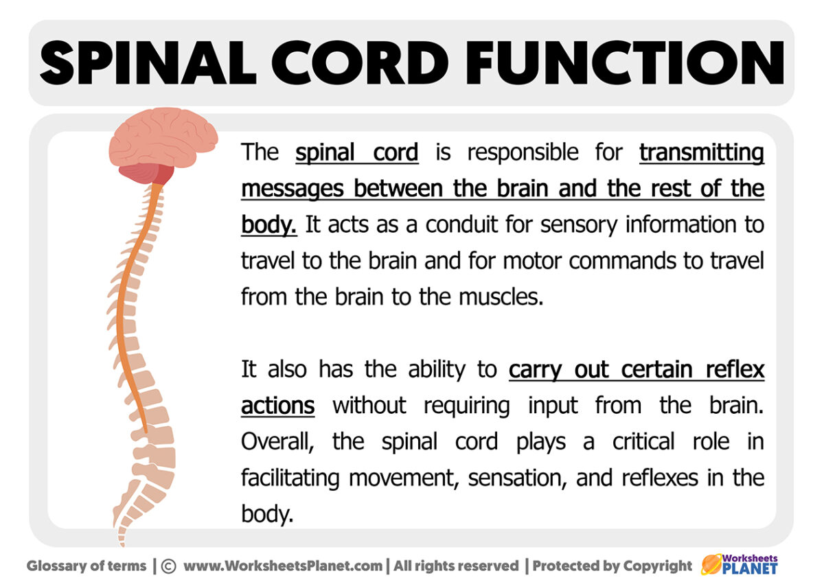 Function Of The Spinal Cord