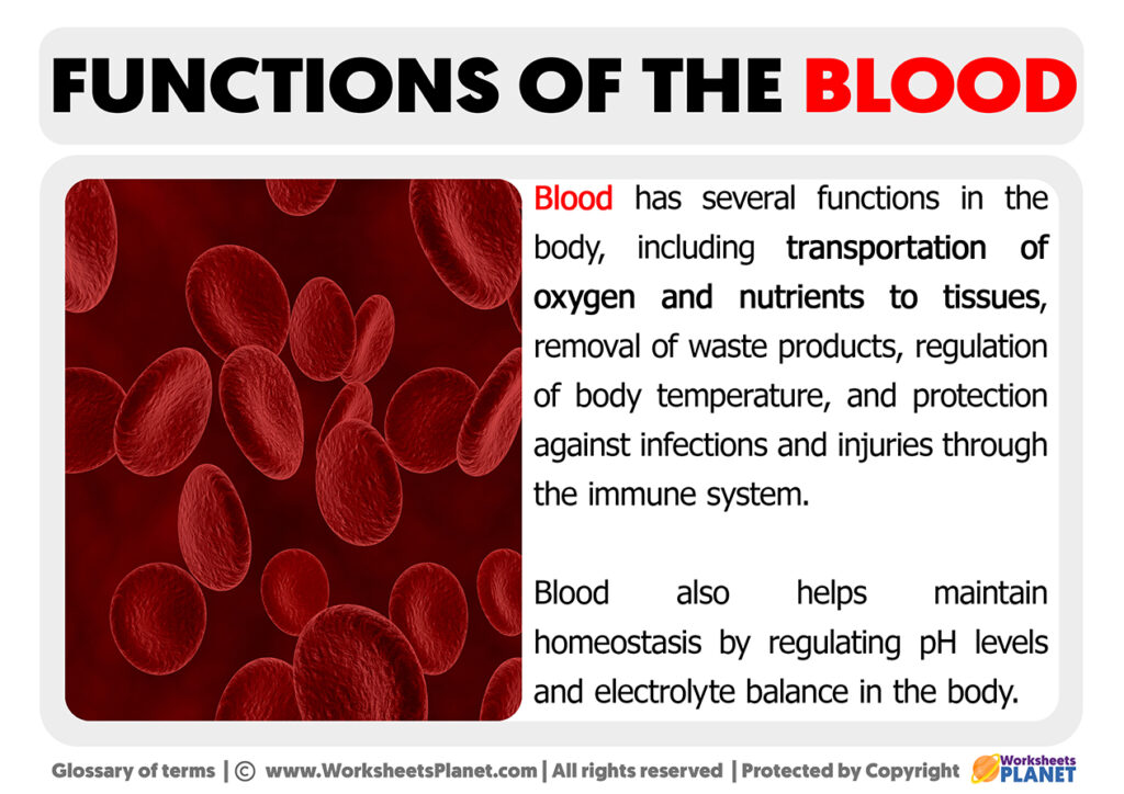 functions-of-the-blood