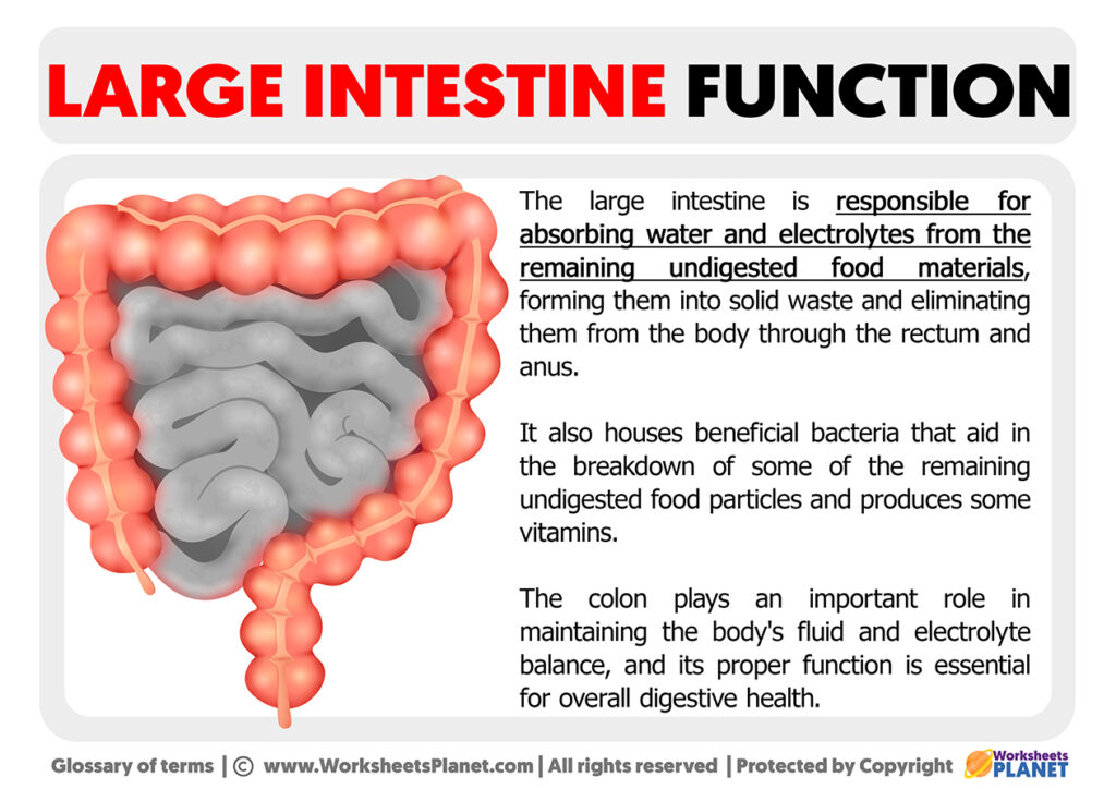 Large Intestine Function 9534