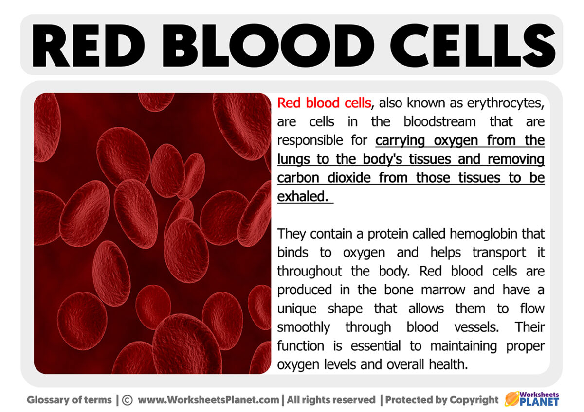 red-blood-cells-function-worksheets-planet