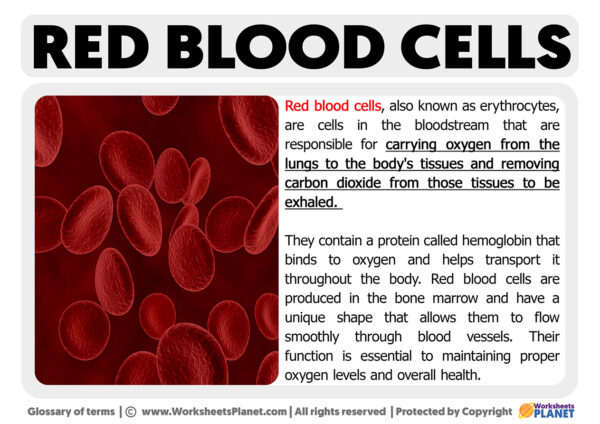 Red Blood Cells Function - Worksheets Planet