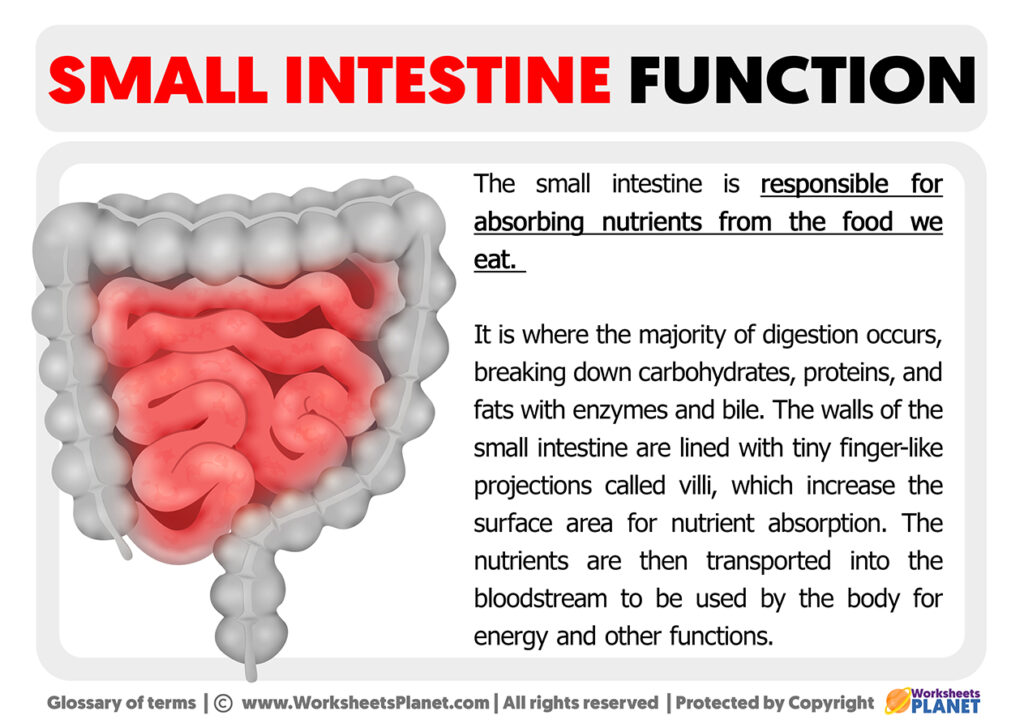 Small Intestine Function