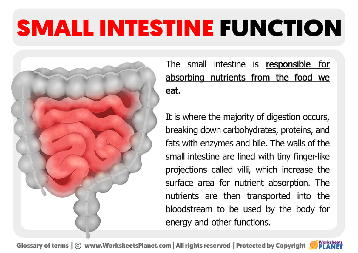 function of small intestine in monogastric animals