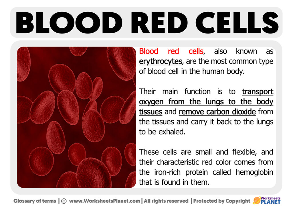 what-are-red-blood-cells-definition-of-red-blood-cells