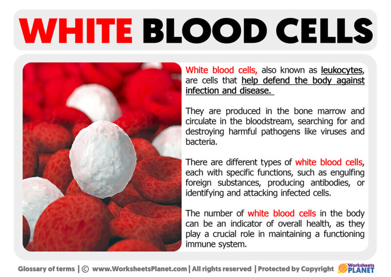 what-are-white-blood-cells-definition-of-white-blood-cells