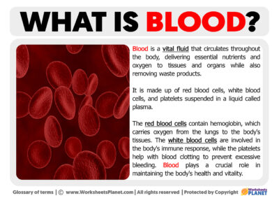 What is Blood | Definition of Blood