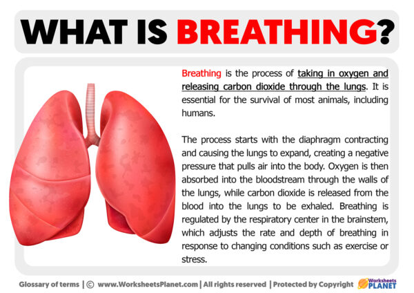 What is Breathing | Definition of Breathing