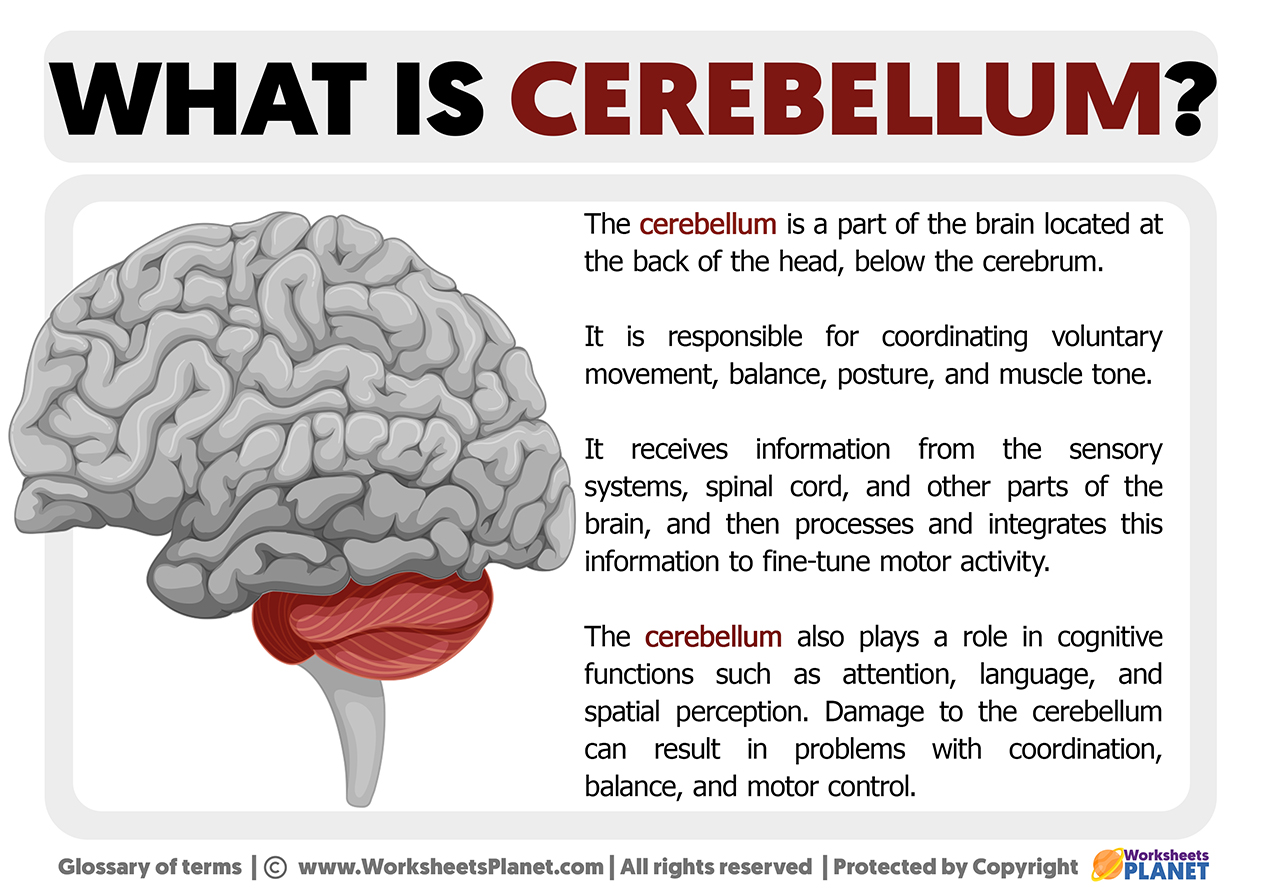 brain cerebellum