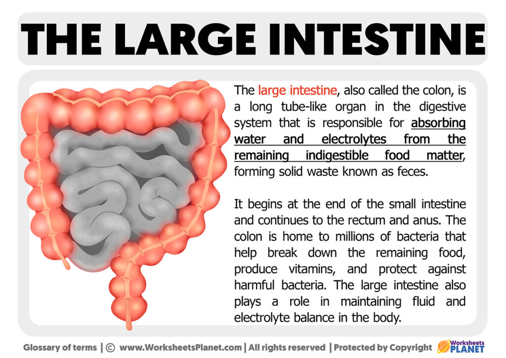 What Is Large Intestine Definition Of Large Intestine 7433