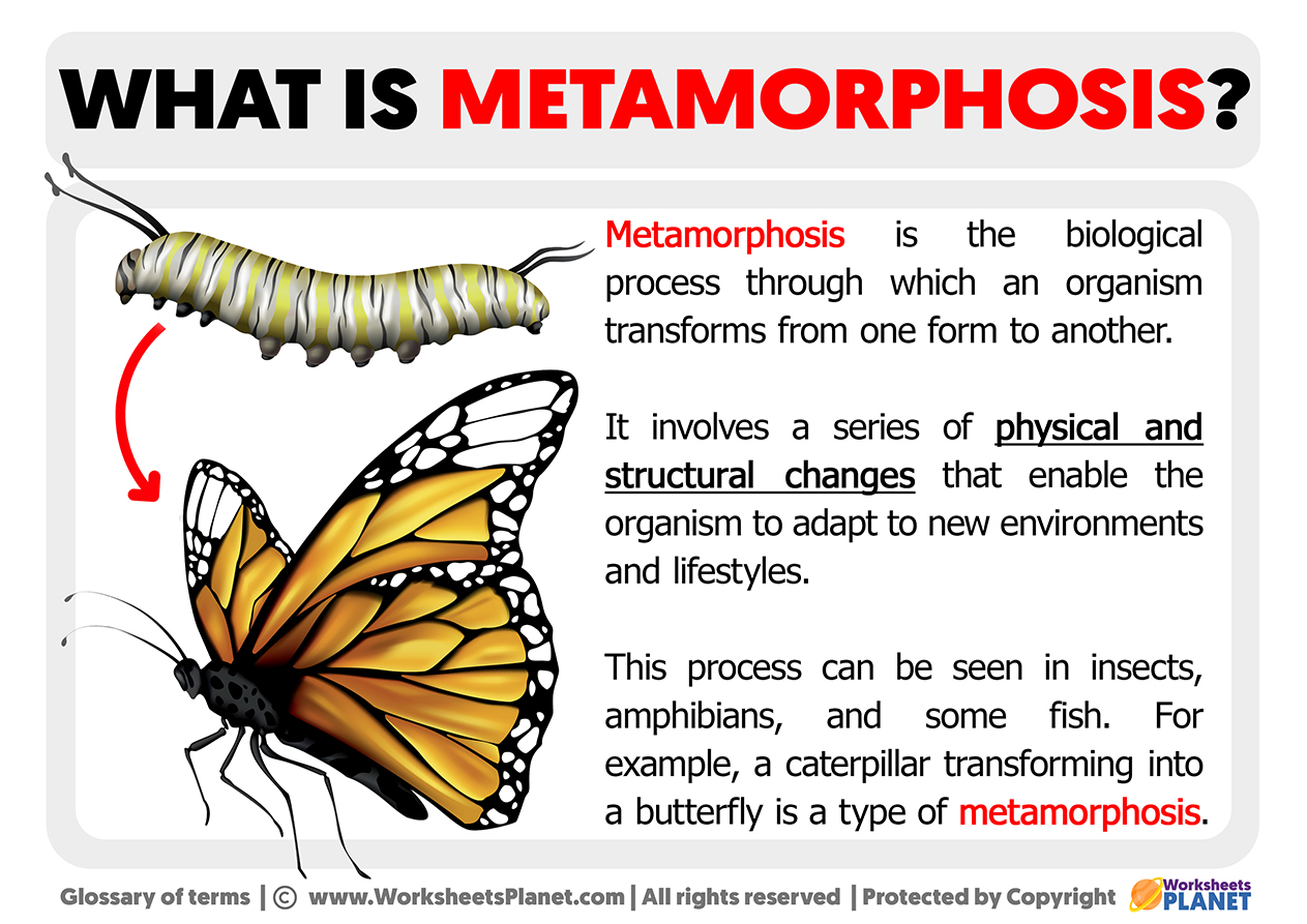 What Is Metamorphosis