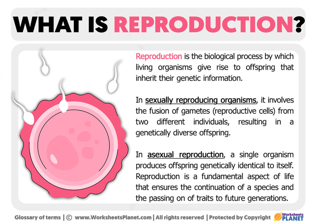 what-is-reproduction-definition-of-reproduction