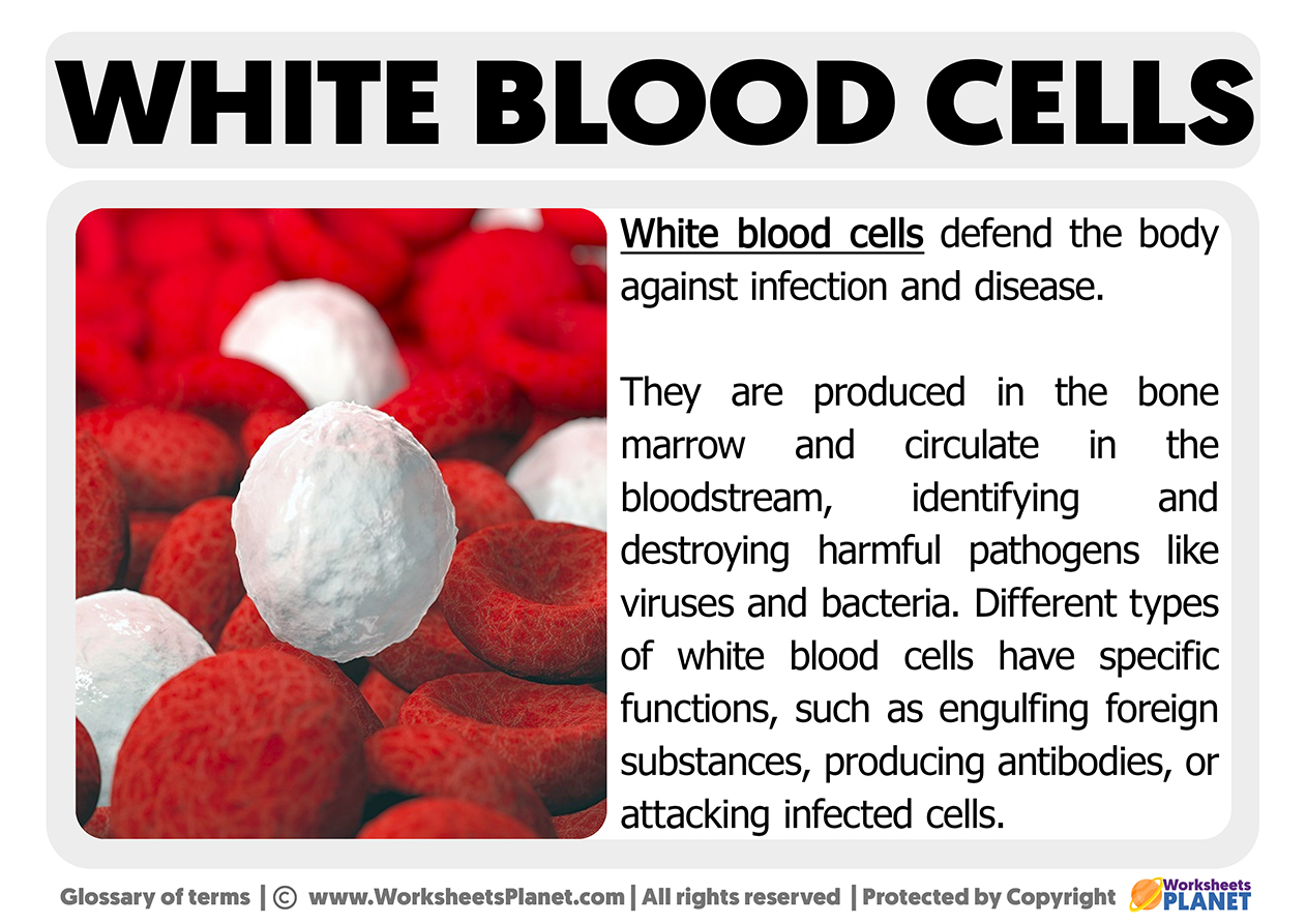 White Blood Cells Function