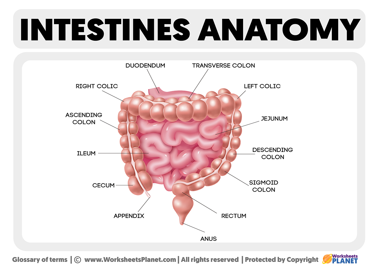 Intestines Anatomy