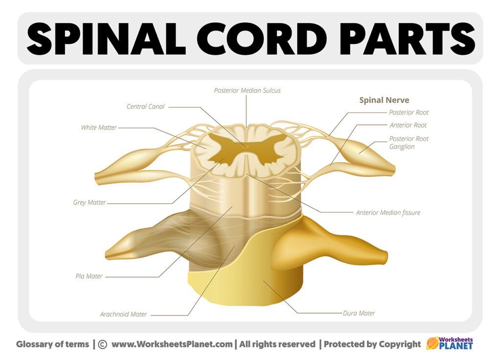 parts-of-the-spinal-cord