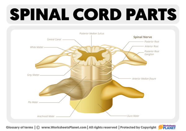 Parts of the Spinal Cord