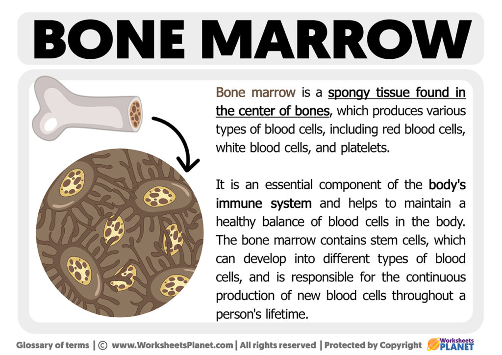 What is Bone Marrow Definition of Bone Marrow