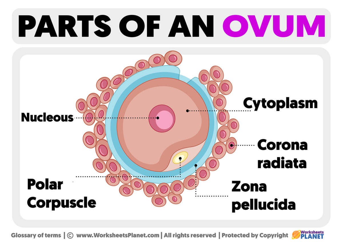 Parts of an Ovum | Parts of a Human Egg