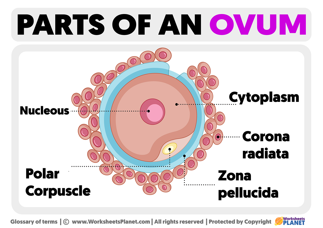 Parts Of An Ovum