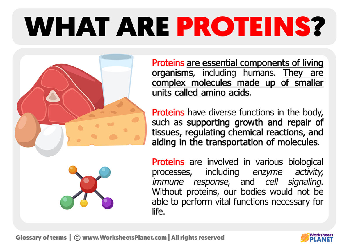 what-are-proteins-definition-of-proteins