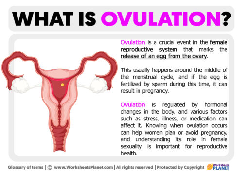 What is Ovulation | Definition of Ovulation