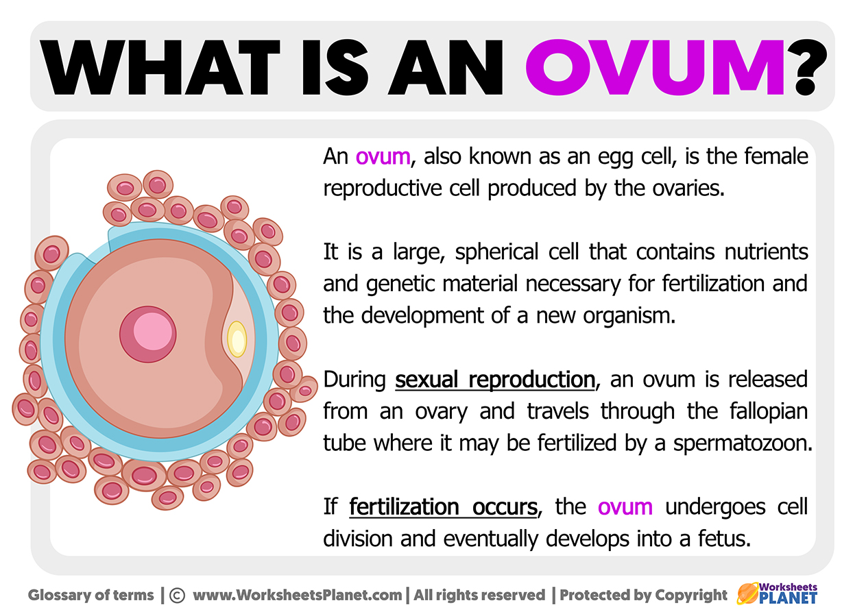 What Is An Ovum Definition Of An Ovum