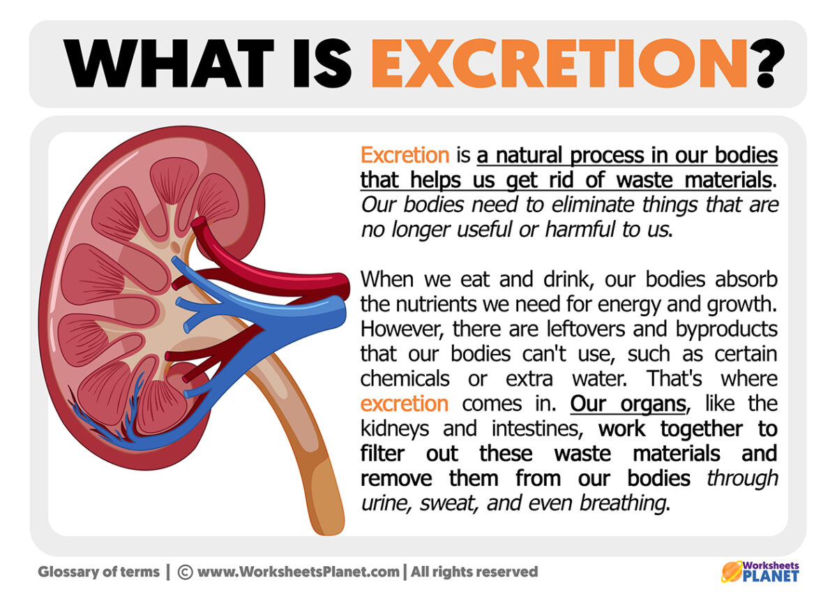 What Is Excretion Definition Of Excretion