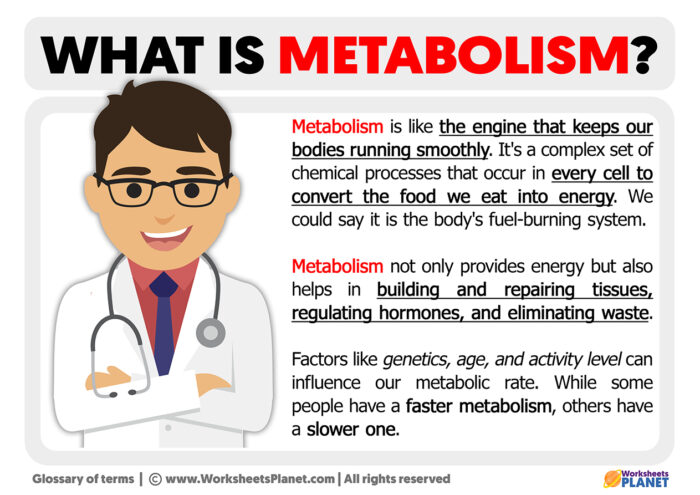 What is Metabolism | Definition of Metabolism