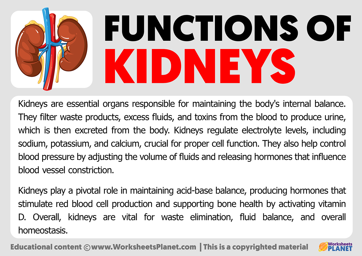 Function Of Kidneys