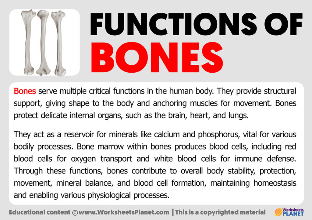 Functions of Bones