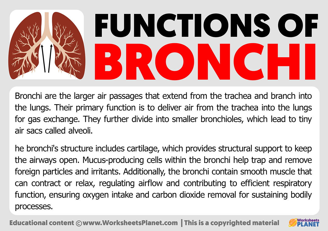 Functions Of Bronchi