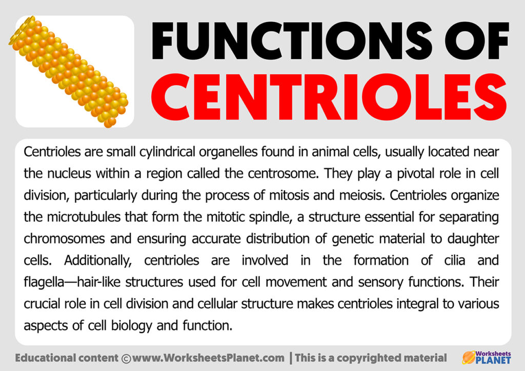 Functions of Centrioles