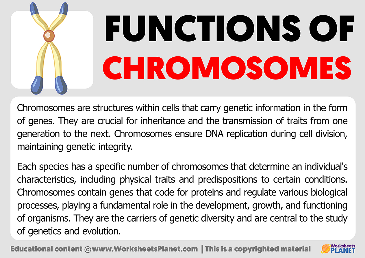 Functions of Chromosomes