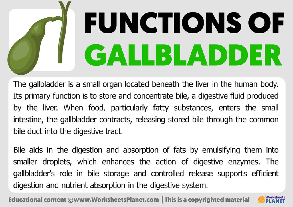 functions-of-gallbladder