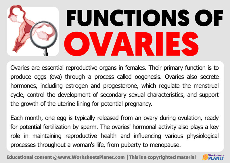 Functions Of Ovaries   Functions Of Ovaries 800x566 