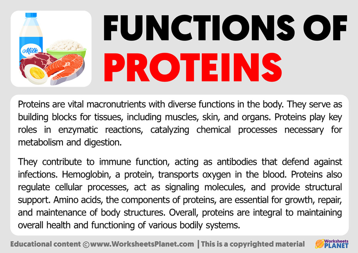 What Is The Main Biological Function Of Proteins