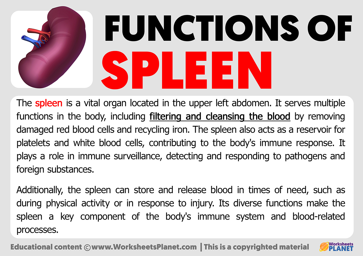 Functions Of Spleen