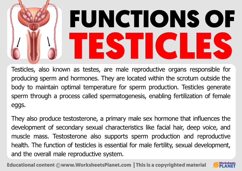 Functions Of Testicles Worksheets Planet