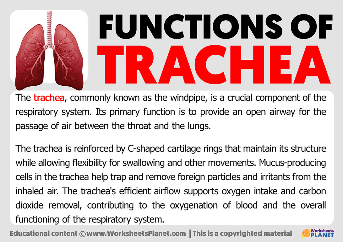 Functions Of Trachea