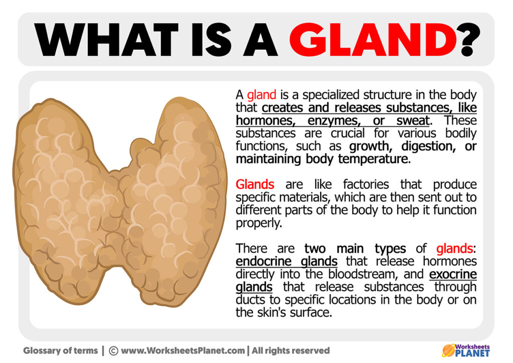 what-is-a-gland-definition-of-gland