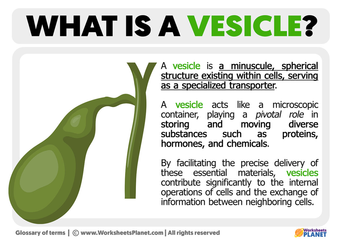 what-is-a-vesicle-definition-of-vesicle