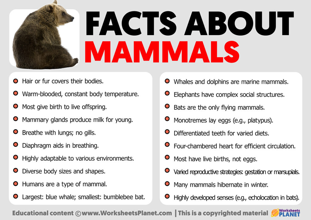 Facts about Mammals