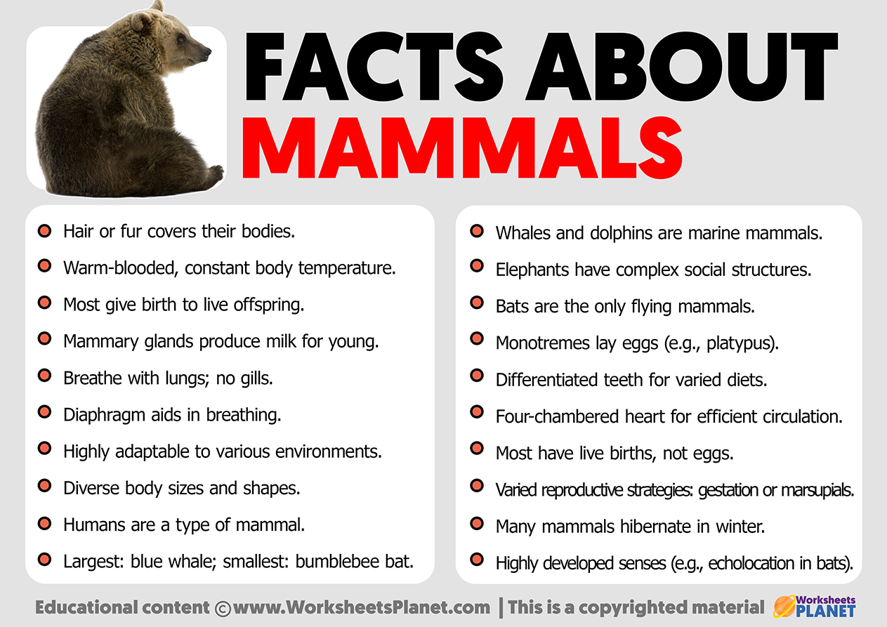 Facts About Mammals