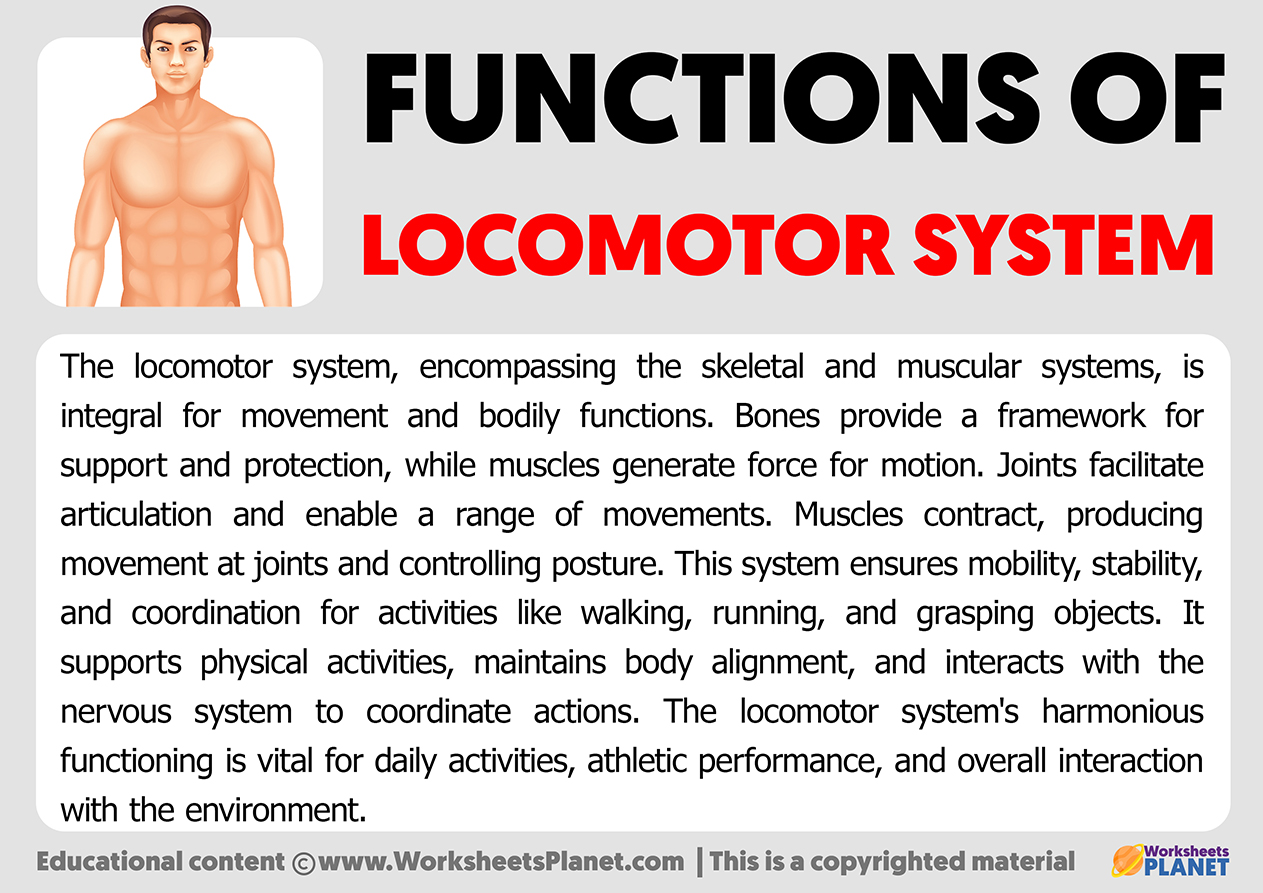 Functions Of Locomotor System