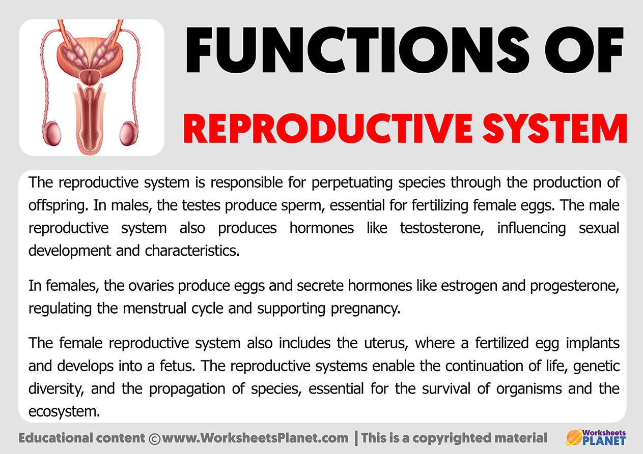 Functions Of Reproductive System
