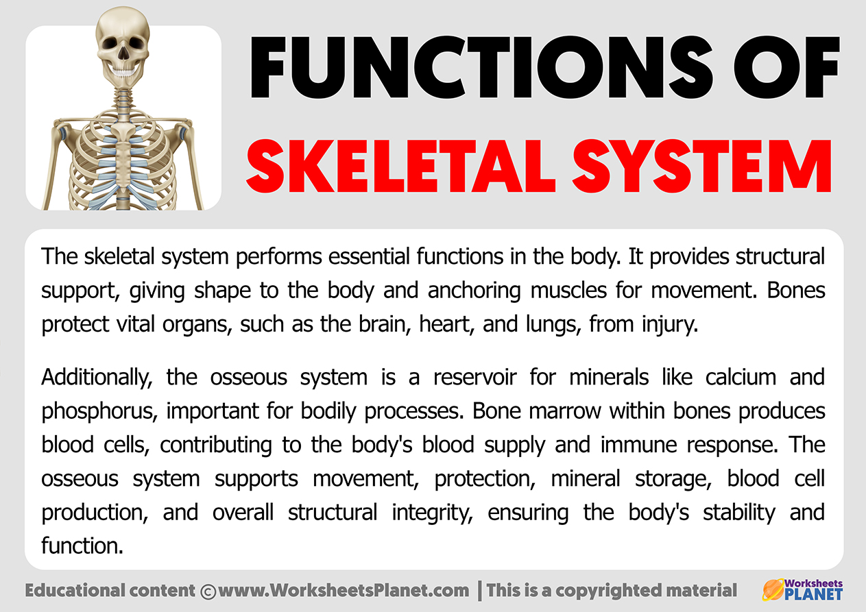 skeletal system function