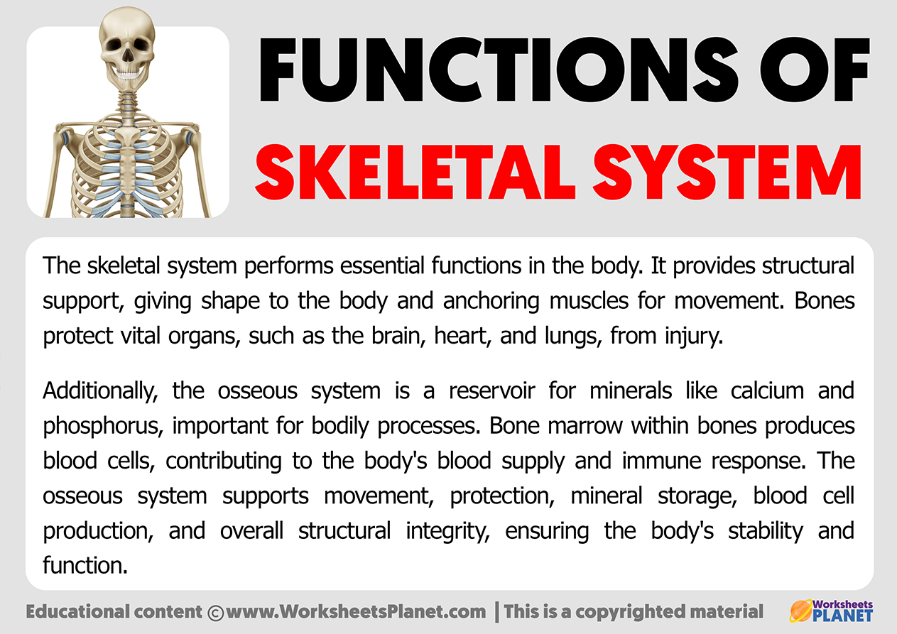 Fucntions Of Skeletal System