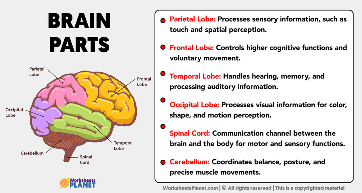 Parts Of The Brain And Its Functions